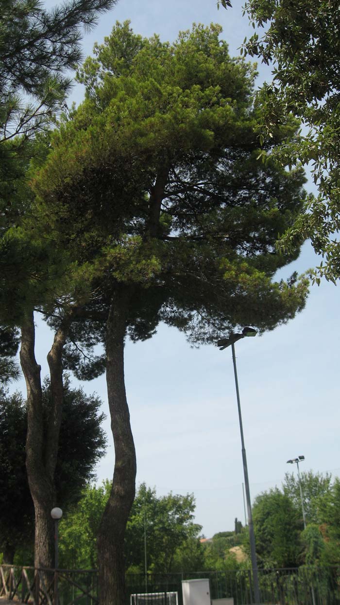 Pinus sp.